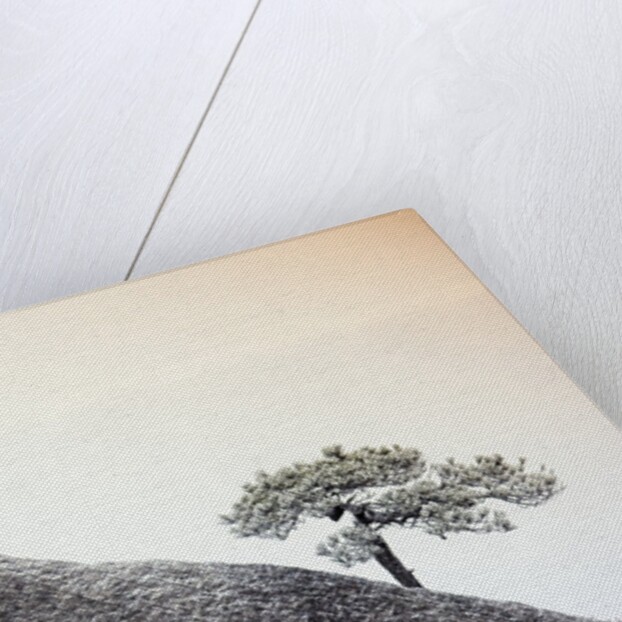 Pine Tree Growing on Mountain by Anonymous