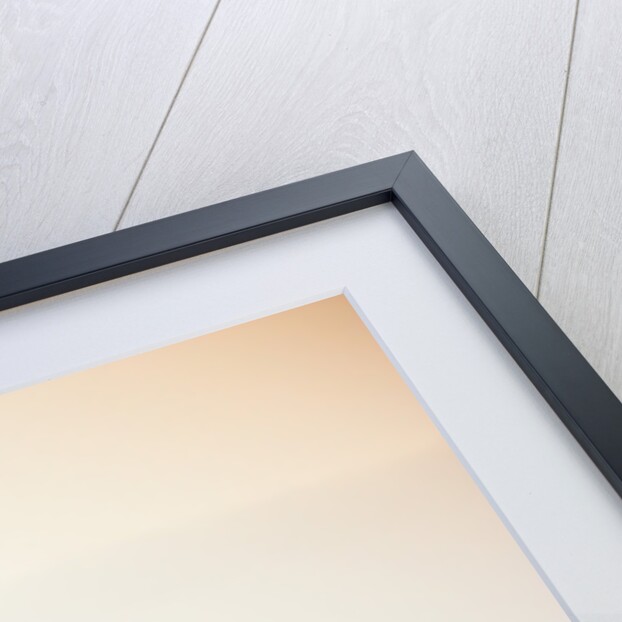 Pine Tree Growing on Mountain by Anonymous