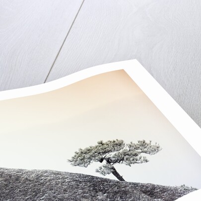 Pine Tree Growing on Mountain by Anonymous