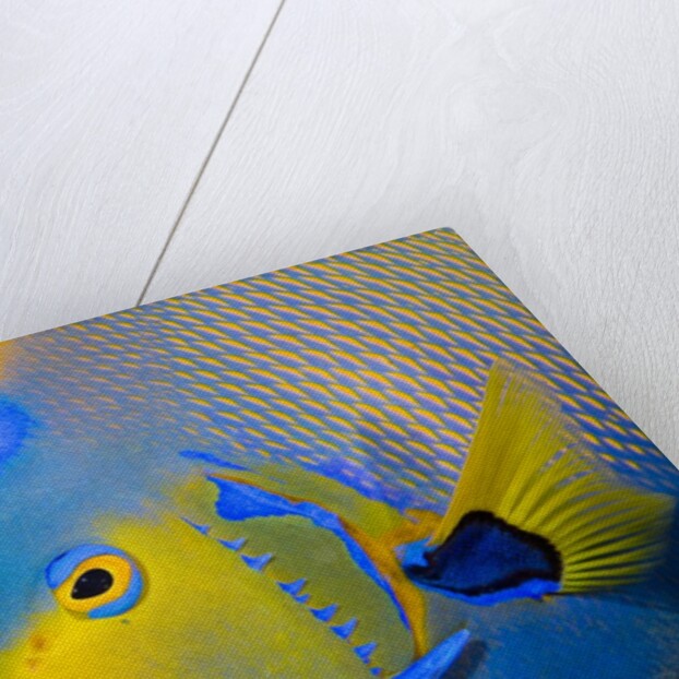 Queen Angelfish (Holacanthus Ciliaris) by Anonymous