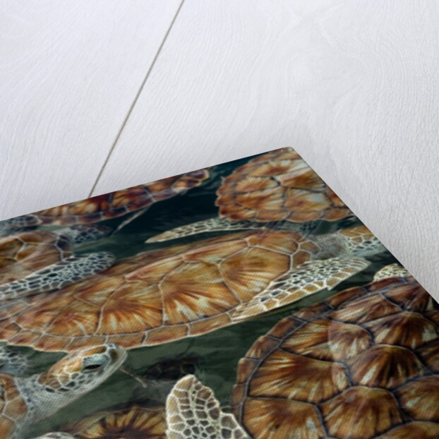 Juvenile Green Turtles in Captivity by Anonymous