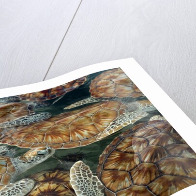 Juvenile Green Turtles in Captivity by Anonymous