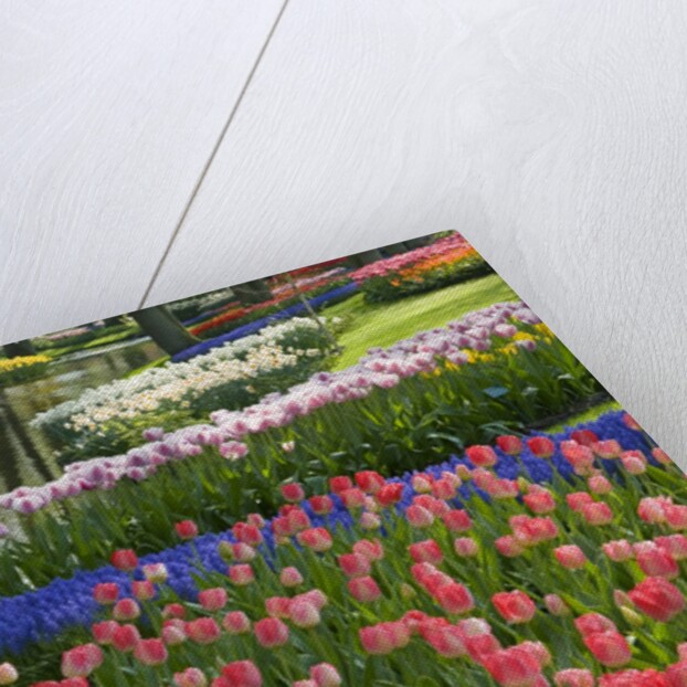 Spring Tulips by Stream by Anonymous