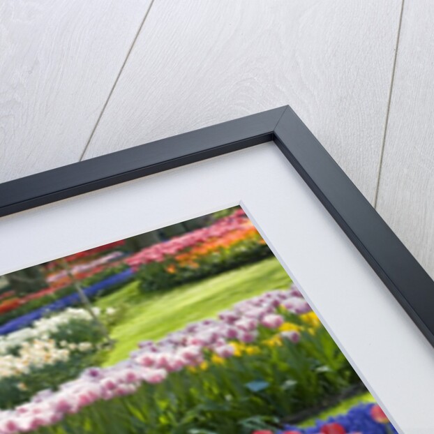 Spring Tulips by Stream by Anonymous