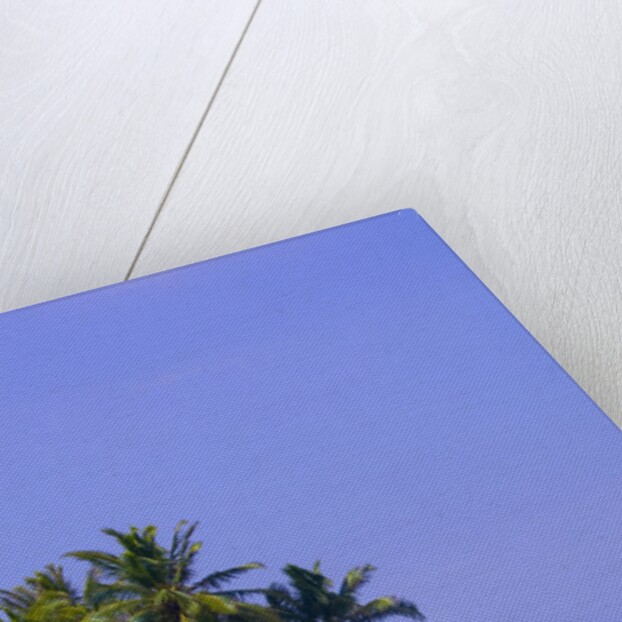 Palm Trees on Pelican Island by Anonymous