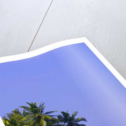 Palm Trees on Pelican Island by Anonymous