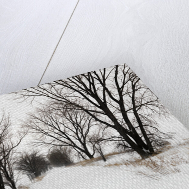 Trees and Drifted Road by Anonymous