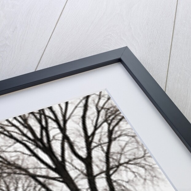 Trees and Drifted Road by Anonymous