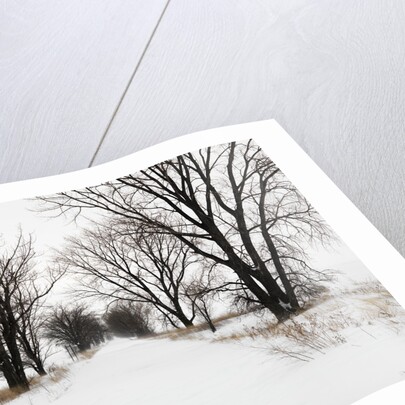 Trees and Drifted Road by Anonymous