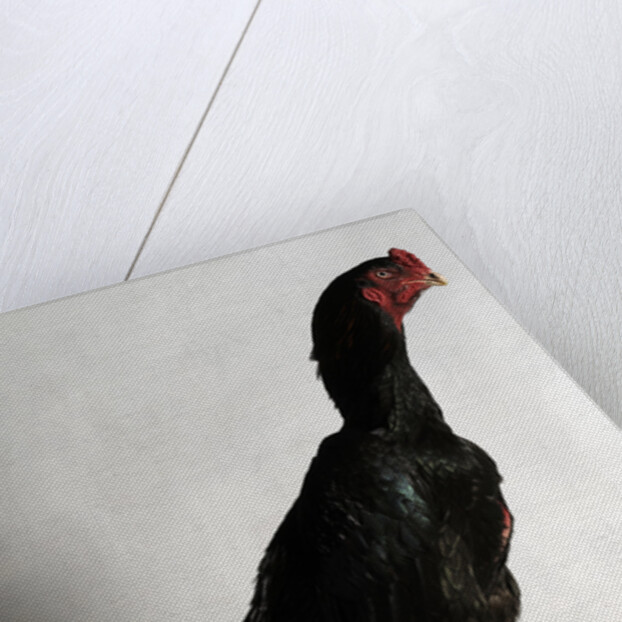 Shamo Cock by Anonymous