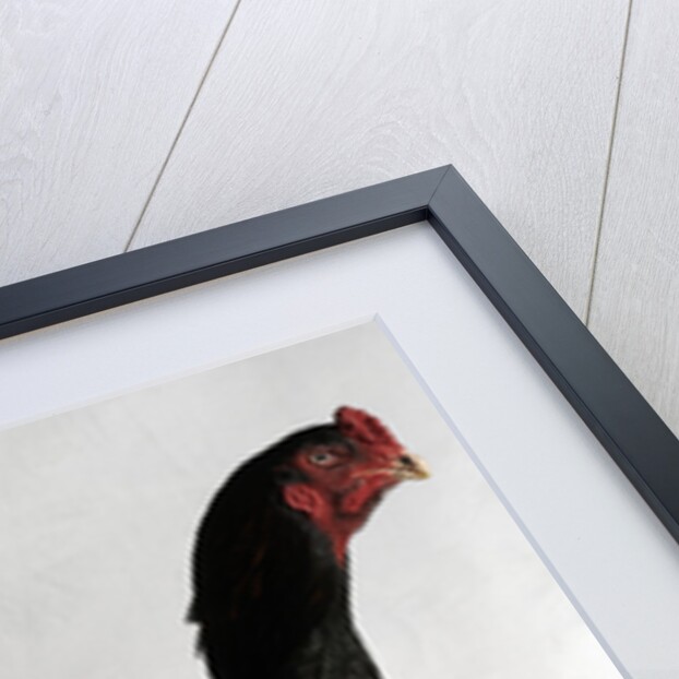 Shamo Cock by Anonymous