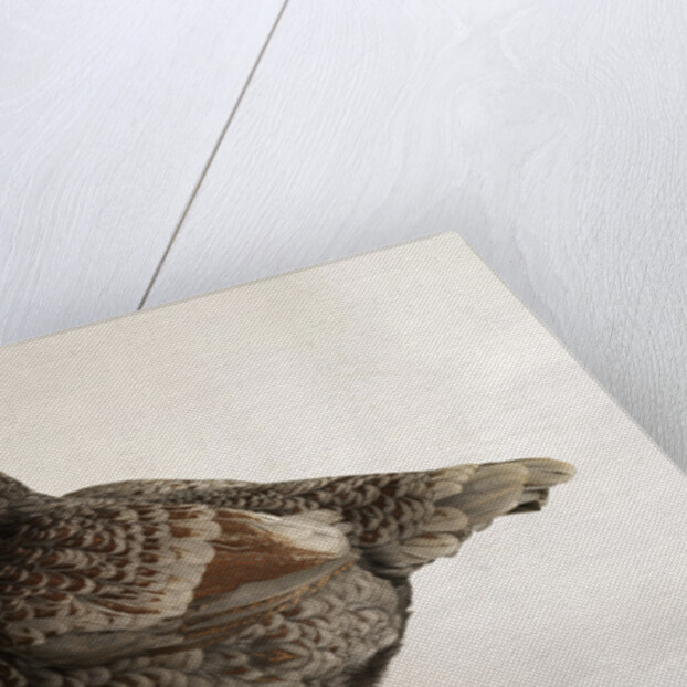 Large Black Laced Indian Game Cock by Anonymous