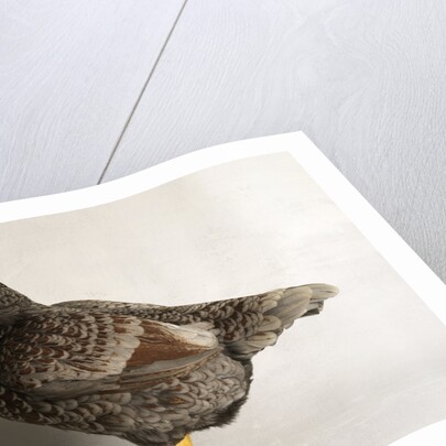 Large Black Laced Indian Game Cock by Anonymous