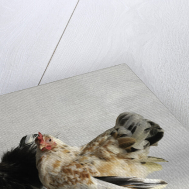 Silkied Serama Cock and Hen by Anonymous