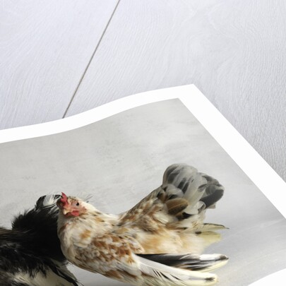 Silkied Serama Cock and Hen by Anonymous
