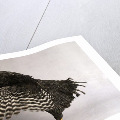 Plymouth Rock Chicken by Anonymous