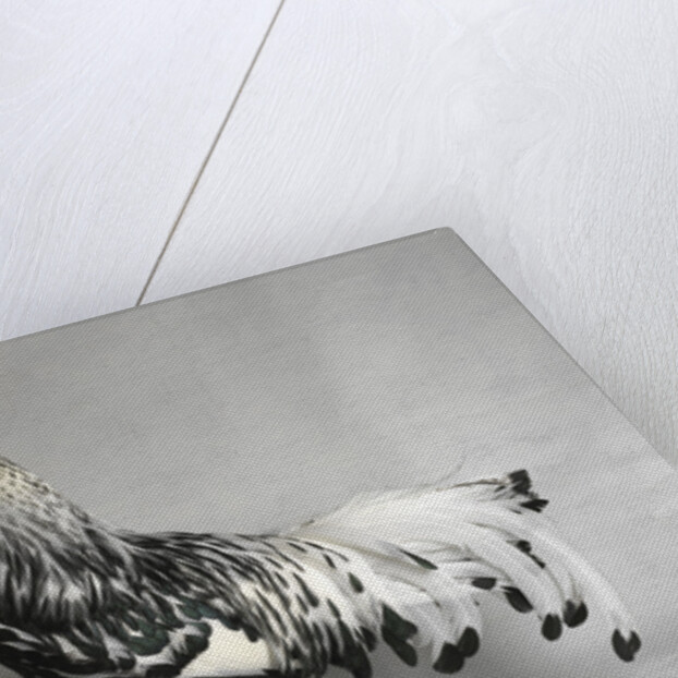 Large Hamburg Silver Spangled Cock by Anonymous