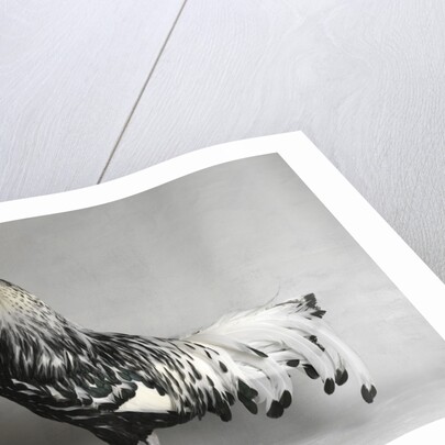 Large Hamburg Silver Spangled Cock by Anonymous