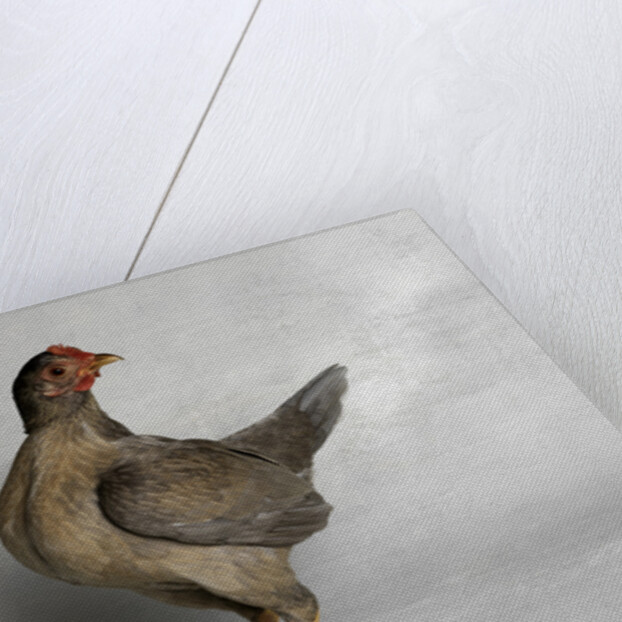 Old English Game Salmon Breasted Blue Chicken by Anonymous