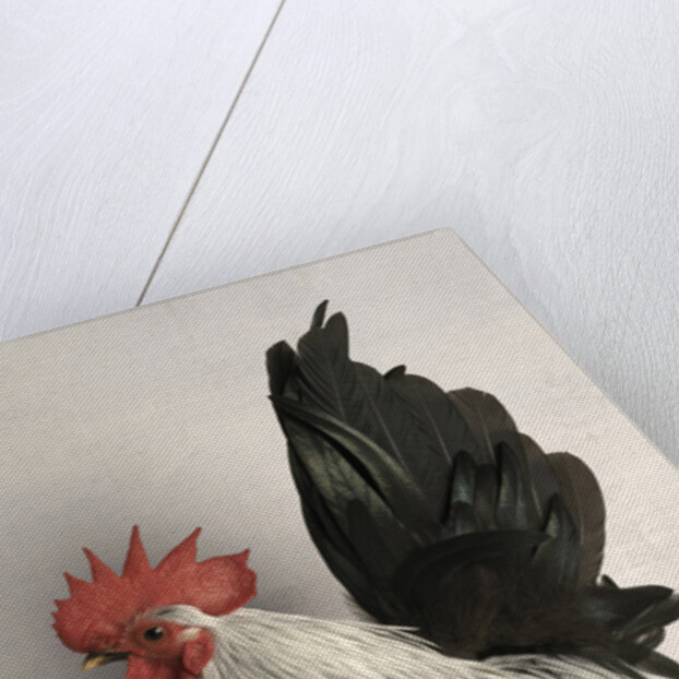 Japanese Bantam Grey Cock by Anonymous