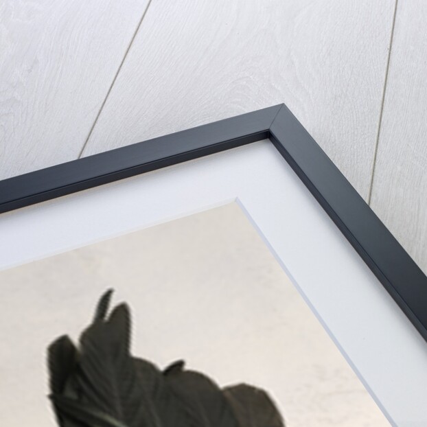 Japanese Bantam Grey Cock by Anonymous