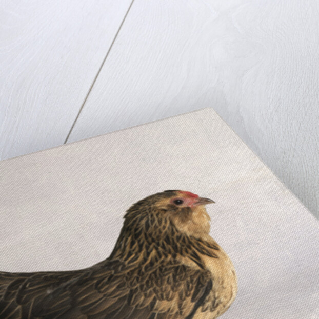 Belgian d'Anver Hen by Anonymous