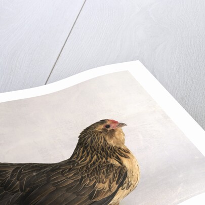 Belgian d'Anver Hen by Anonymous