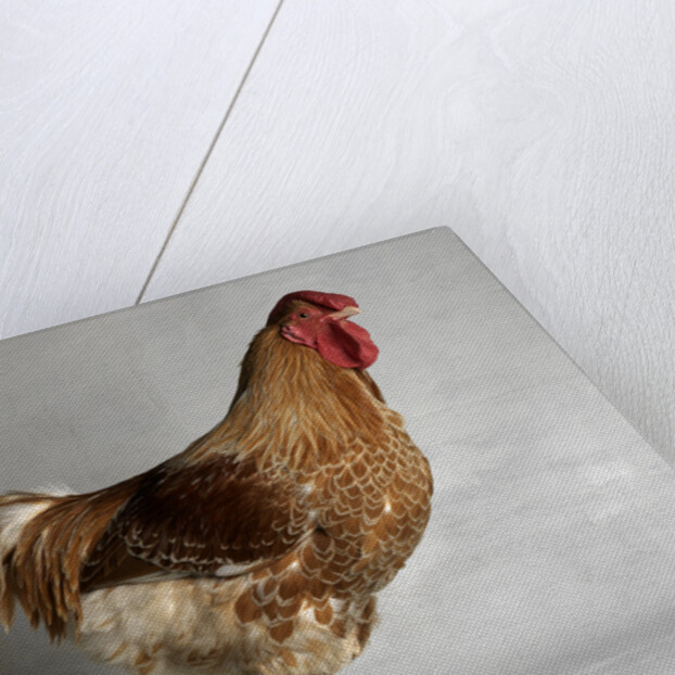 Large Buff Laced Wyandotte Cock by Anonymous