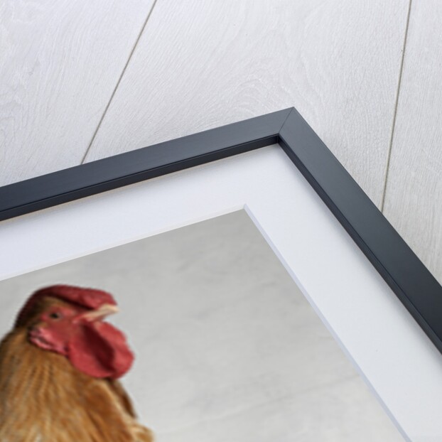 Large Buff Laced Wyandotte Cock by Anonymous