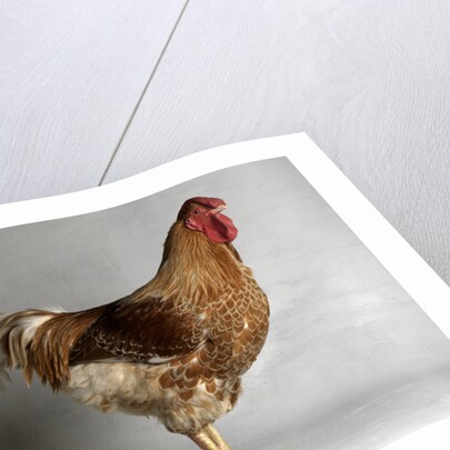 Large Buff Laced Wyandotte Cock by Anonymous