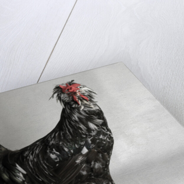 Large Houdan Cock by Anonymous