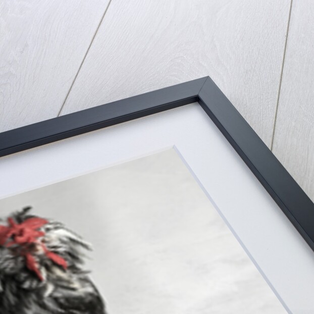 Large Houdan Cock by Anonymous