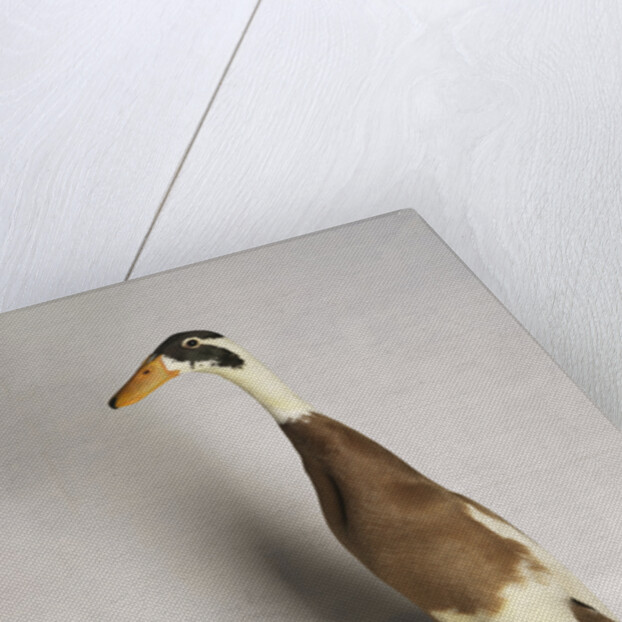 Indian Runner Duck by Anonymous