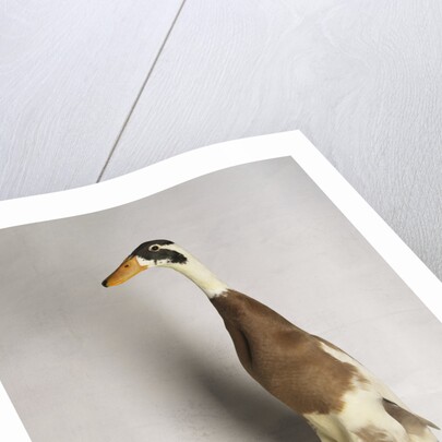 Indian Runner Duck by Anonymous