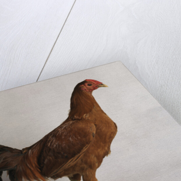 Old English Ginger Cock by Anonymous