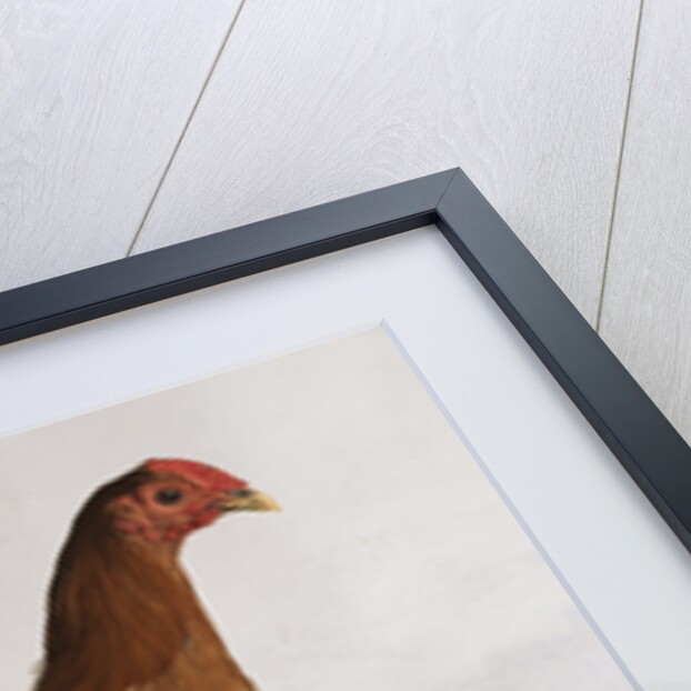 Old English Ginger Cock by Anonymous