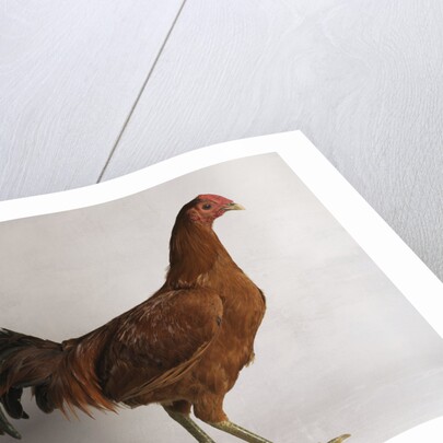 Old English Ginger Cock by Anonymous