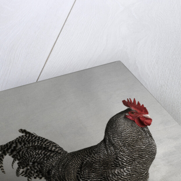 Dark Cuckoo Maran Bantam Cock by Anonymous