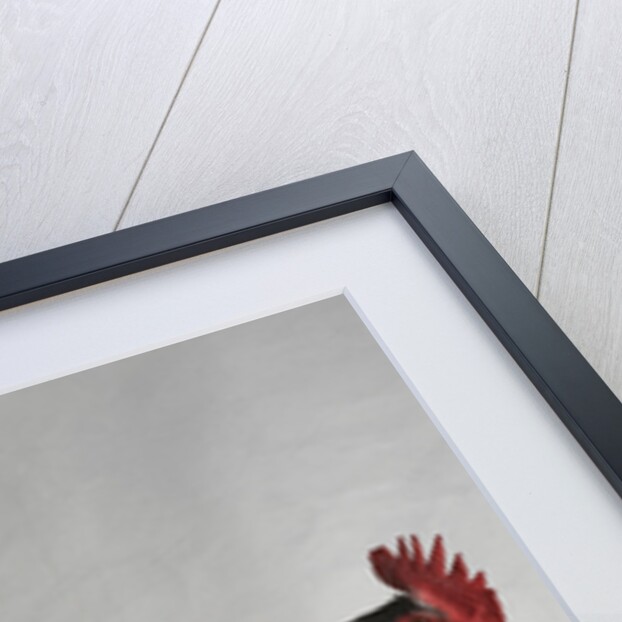 Dark Cuckoo Maran Bantam Cock by Anonymous