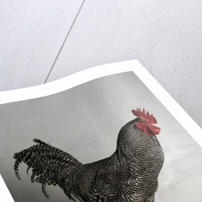 Dark Cuckoo Maran Bantam Cock by Anonymous