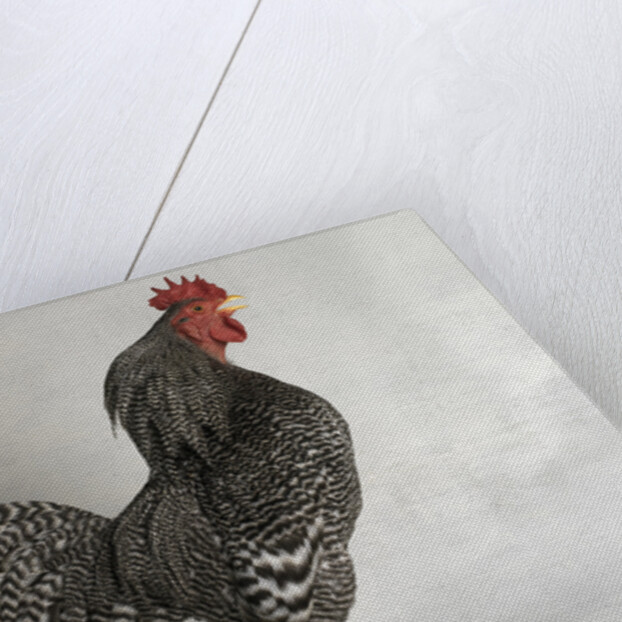 Suffolk Checker Cock by Anonymous