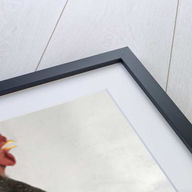 Suffolk Checker Cock by Anonymous