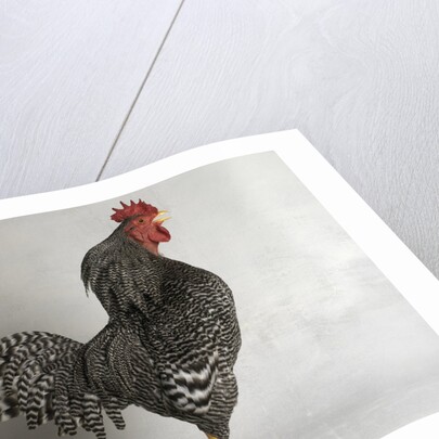 Suffolk Checker Cock by Anonymous