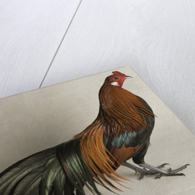 Yokohama Cock by Anonymous
