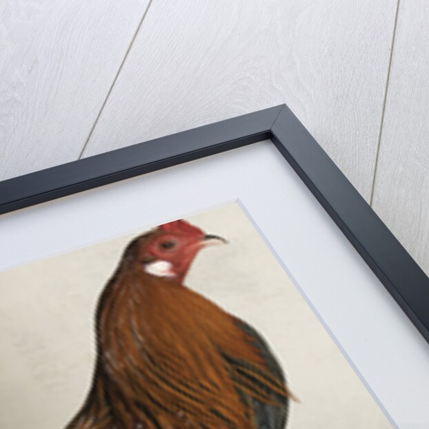 Yokohama Cock by Anonymous
