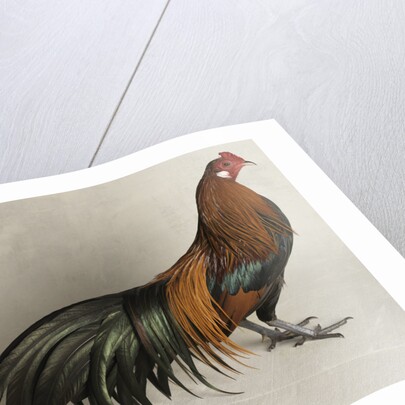 Yokohama Cock by Anonymous