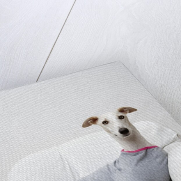 Greyhound Wearing a T-Shirt by Anonymous