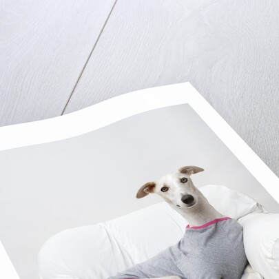 Greyhound Wearing a T-Shirt by Anonymous