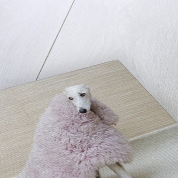 Greyhound Wearing a Pink Rug by Anonymous