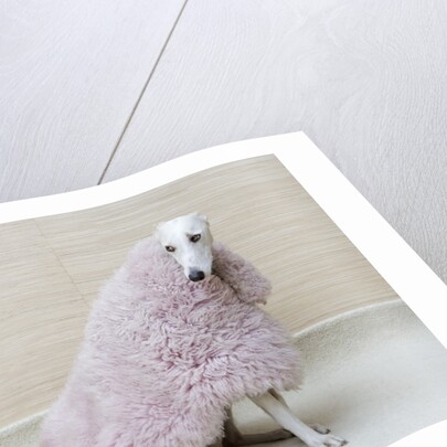 Greyhound Wearing a Pink Rug by Anonymous